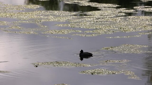 Black eurasian coot swimming in a lake with green algae