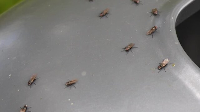 Swarm of house flies moving on a surface