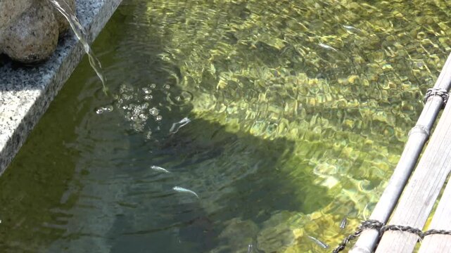 小さなメダカたち