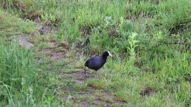 Eurasian coot walking across a green grassy path