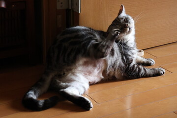 A pet cat scratching its face © Mt. Cape