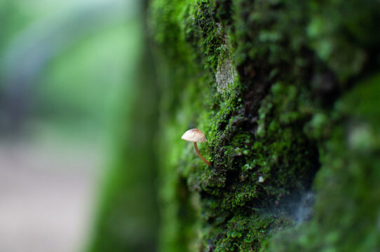 green moss on the tree