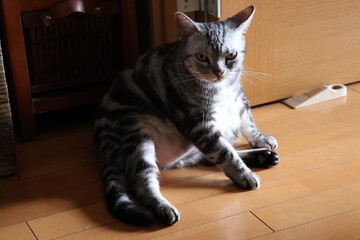 A defiant house cat wondering if you want something © Mt. Cape