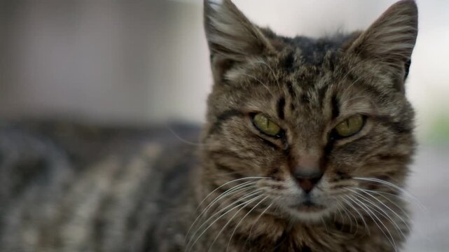 A beautiful close up and slow motion video capturing a cute stray tabby cat peacefully lying down on the ground outdoors, showcasing its beautiful fur texture and calm street life in Turkey.