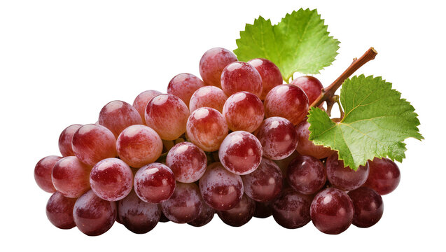 Isolated bunch of fresh ripe red grapes with vibrant green leaves, healthy fruit closeup