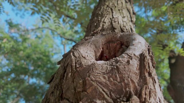 Male Stag Beetle (Lucanus cervus) emerges from hole in tree. An Impressive Greater Stag Beetle slowly crawls out from tree hollow, sporting its massive, antler-like mandibles.