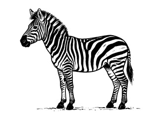 Zebra, black and white striped animal, wildlife illustration, vector zebra, safari creature © হরি চাঁদের চাঁদ