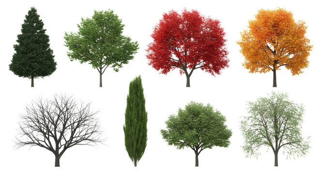 eight hyper-realistic mature trees (conical, weeping, columnar, autumnal, bare) displayed in a technical catalog array, perfectly isolated on a transparent studio background. Concept for digital