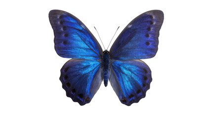 Isolated vibrant blue butterfly with iridescent wings, a beautiful tropical insect specimen © Lucas