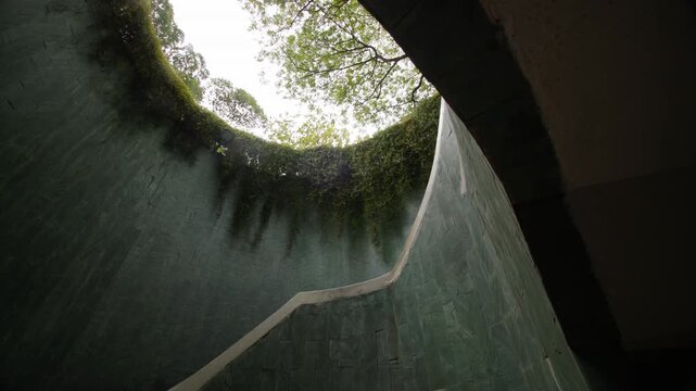 Looking up at a lush green tree canopy framed by a circular stone opening covered with hanging ferns