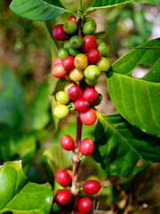 Vertical Ripe Red coffee bean berry plant fresh seed coffee tree growth green eco organic farm. Fresh green bean. plant farm woman Hands harvest raw coffee beans. Red Ripe Nature tropical fruit © aFotostock