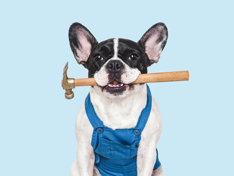 Cute French bulldog in a blue overalls with a hammer. Symbolizes Labor Day, hard work, and blue-collar jobs. Ideal for social media, marketing, and lifestyle content. Modern and trendy vibe