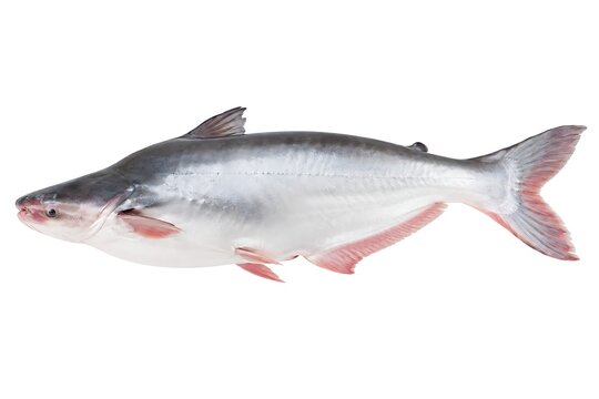 Fresh Raw Pangasius Basa Fish Isolated on a Pure White Background