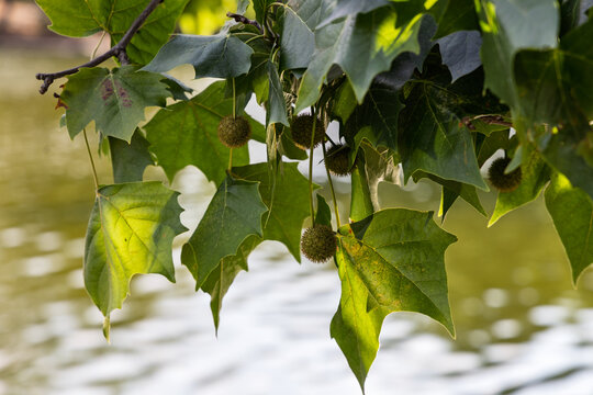 Green leaves and seed balls of London plane tree (Platanus &times; acerifolia) over water