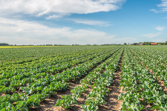 Dutch field with young cauliflower plants alternating with a strip of kale plants. The photo was taken in the province of North Brabant on a sunny summer day.
