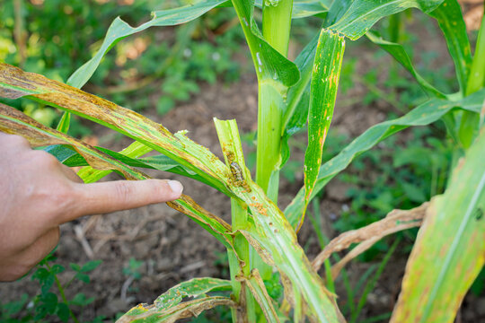 hand Farmer pointing at fall armyworm caterpillar on damaged corn leaf. Perfect for agriculture pest control, insect infestation, crop failure, and modern farming industry concepts.