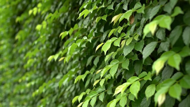 Lush Green Leaves Forming a Dense Natural Wall Outdoors