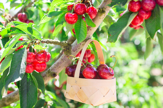 still life of cherries in wicker basket in garden