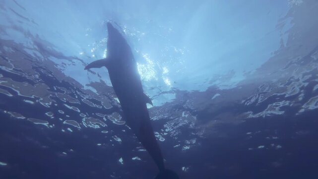 Bottlenose dolphin emerges, takes breath and dives, man waves at he in greeting. Curious dolphin approaches man's hand and gently touches it with its snout, against water surface with morning sunlight