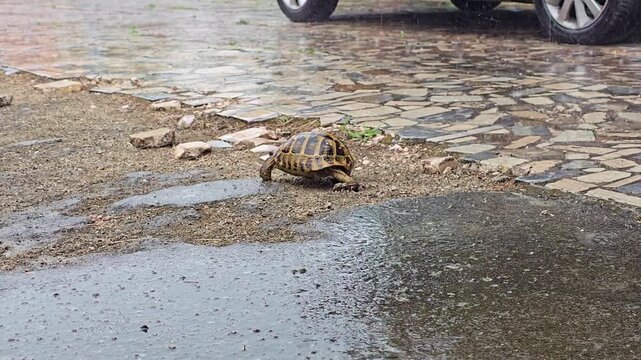 A tortoise walking on a concrete path during a rainfall. A tortoise walking in the rain. A turtle walking in the rain.