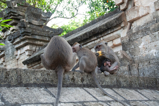 monkey in natural park