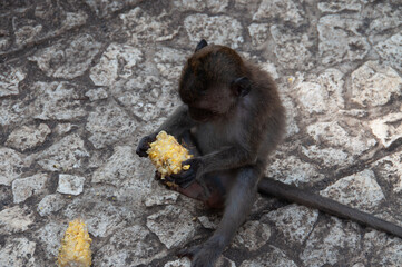 monkey in natural park © AnotherVijion