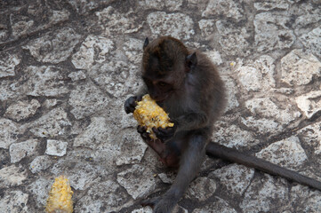 monkey in natural park © AnotherVijion