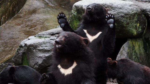 飛騨高山の奥飛騨にあるクマ牧場にいる可愛い熊の様子