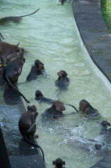 monkey in natural park © AnotherVijion