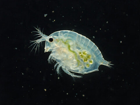 Microscopic Closeup of Transparent Daphnia Water Flea Carrying Eggs