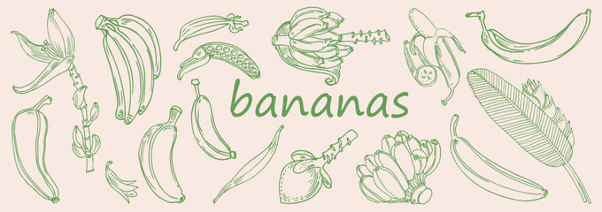 Bananas vector elements collection. Hand drawn green line art doodle illustration of fresh tropical bananas, banana bunch, and peeled fruit. © thisara
