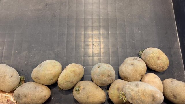 Fresh Harvest Potatoes Sorting and Processing Line Close Up