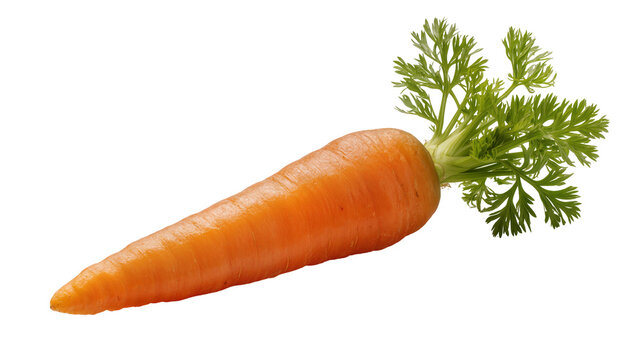 Isolated fresh orange carrot with vibrant green leaves and stems, healthy vegetable
