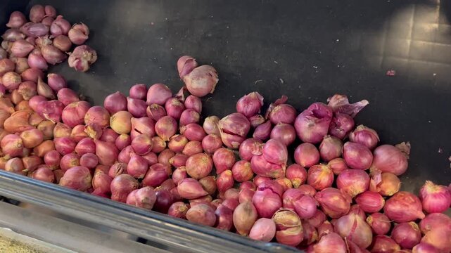 Close up of fresh red shallots harvest raw organic onions
