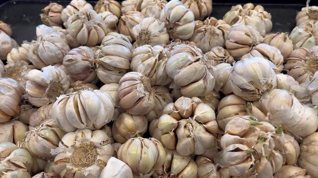 Close up of fresh raw garlic bulbs piled up on display at local traditional market