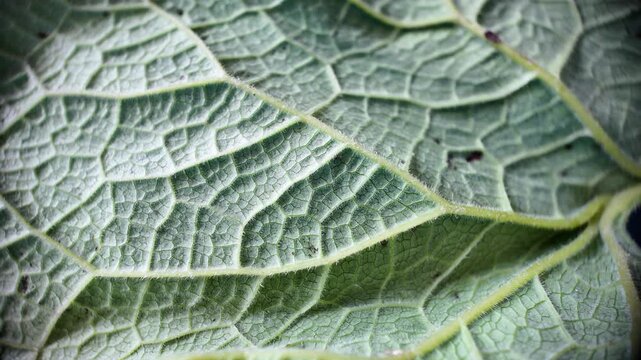 Slow macro camera movement over green leaf surface revealing detailed veins, natural texture and organic patterns. Ideal botanical background, nature B-roll and educational plant footage.