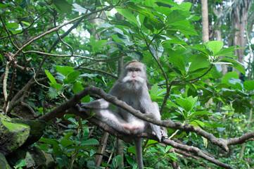 monkey in park © AnotherVijion