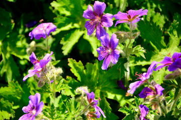 bodziszek wspaniały, fioletowe kwiaty bodziszka, kwitnący bodziszek, Geranium × magnificum, purple cranesbill, geranium blossom, geranium magnificum violet flowers, cranesbill geranium flowers © kateej