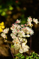 Rutewka orlikolistna (Thalictrum aquilegiifolium), kwitnąca rutewka na ciemnym tle, pierzaste kwiaty rutewki, Meadow rue or feathered columbine plant pink flower in feathery panicles  © kateej