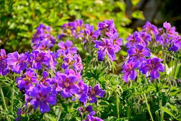 bodziszek wspaniały, fioletowe kwiaty bodziszka, kwitnący bodziszek, Geranium × magnificum, purple cranesbill, geranium blossom, geranium magnificum violet flowers, cranesbill geranium flowers © kateej