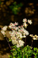 Rutewka orlikolistna (Thalictrum aquilegiifolium), kwitnąca rutewka na ciemnym tle, pierzaste kwiaty rutewki, Meadow rue or feathered columbine plant pink flower in feathery panicles  © kateej