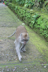 monkey in park © AnotherVijion
