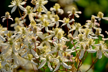 kwitnący powojnik prosty (Clematis recta), kwitnący powojnik rozmytym tle, klematis, powojnik botaniczny, the erect clematis, ground ground virgins © kateej