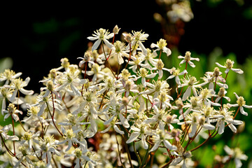 kwitnący powojnik prosty (Clematis recta), kwitnący powojnik rozmytym tle, klematis, powojnik botaniczny, the erect clematis, ground ground virgins © kateej