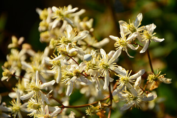 kwitnący powojnik prosty (Clematis recta), kwitnący powojnik rozmytym tle, klematis, powojnik botaniczny, the erect clematis, ground ground virgins © kateej