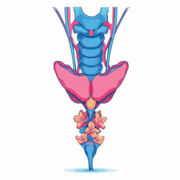 Anatomical illustration of human sacrum and coccyx with associated pelvic structures.
