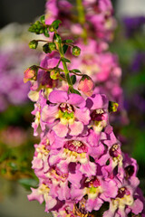 kwitnąca Angelonia, Angelonia angustifolia, lwia paszcza letnia, Vibrant pink Angelonia flowers blooming in a summer garden under sunlight.  © kateej