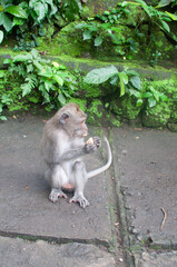 monkey in park © AnotherVijion