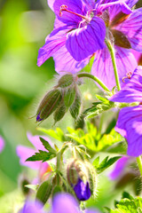 owłosiony pąk kwiatowy bodziszka, bodziszek wspaniały, kwitnący bodziszek, Geranium × magnificum, purple cranesbill, geranium blossom, geranium magnificum violet flowers, cranesbill geranium flowers © kateej
