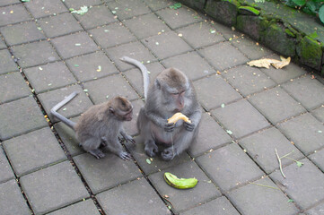 monkey in park © AnotherVijion